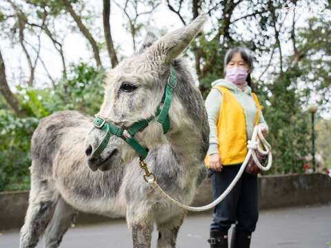 保育員和志工會不定期帶兒童動物區的迷你馬和家驢到園區散步(圖片來源：臺北市立動物園)