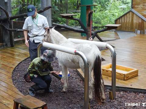 每週日上午1100的動物行為學院也可以看到保育員帶著迷你馬現身(圖片來源：臺北市立動物園)