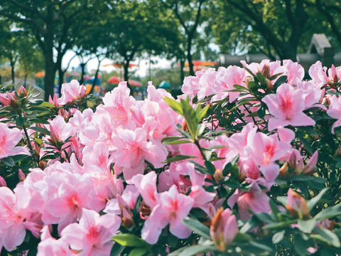 大安森林公園杜鵑花P32-35寫真 -3@台北市觀光傳播局