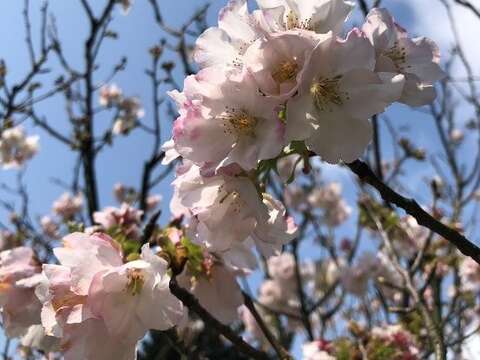 吉野櫻綻放，氛圍夢幻浪漫。(圖片來源：臺北市政府工務局公園路燈工程管理處)