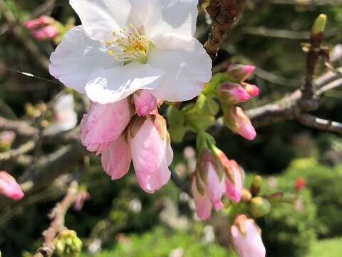 櫻花的柔美姿態(圖片來源：臺北市政府工務局公園路燈工程管理處)