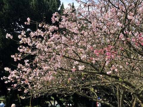 吉野櫻正美美綻放(圖片來源：臺北市政府工務局公園路燈工程管理處)