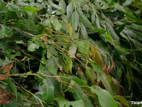 保育員每天都會費心為無尾熊準備充足、新鮮、多樣的桉樹枝葉來食用，目前提供共有約十幾種桉樹葉在無尾熊的菜單(圖片來源：臺北市立動物園)