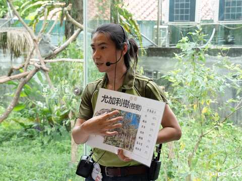 每週三上午1100至1125在動物園的無尾熊館，有無尾熊保母講古Keeper’s Talk由保育員解密無尾熊生態習性(圖片來源：臺北市立動物園)