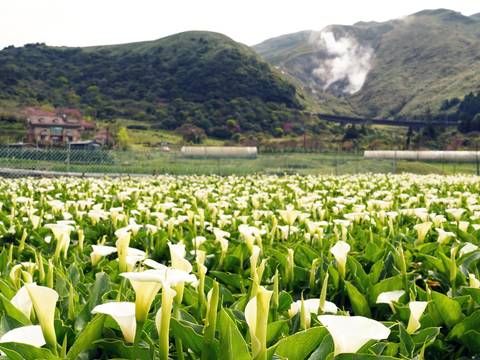 4月正是前往陽明山竹子湖賞海芋的好時節，來臺北旅遊千萬別錯過。（北投區農會提供）