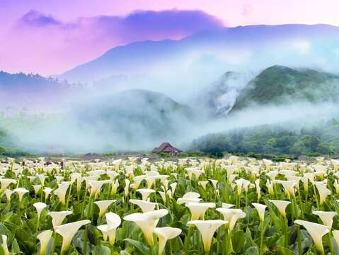 「竹子湖海芋季」在山景襯脫下更顯白色純白的海芋花海之美(圖片來源：臺北市政府工務局公園路燈工程管理處)