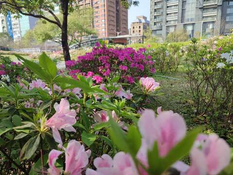 大安森林公園杜鵑陸續開放的「台北杜鵑花季」(圖片來源：臺北市政府工務局公園路燈工程管理處)