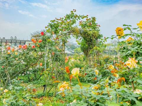 繽紛花朵搖曳生姿，台北玫瑰園美不勝收(圖片來源：臺北市政府工務局公園路燈工程管理處)