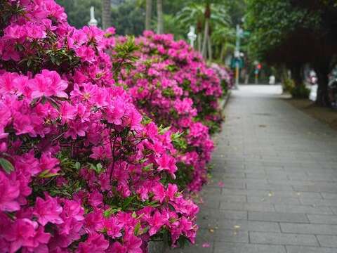 臺北市多處街道正迎來杜鵑花開高峰(拍攝於介壽公園)(圖片來源：臺北市政府工務局公園路燈工程管理處)