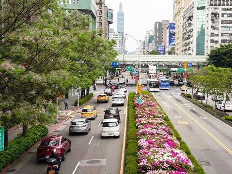 臺北市多處街道正迎來杜鵑花開高峰(拍攝於信義路)(圖片來源：臺北市政府工務局公園路燈工程管理處)