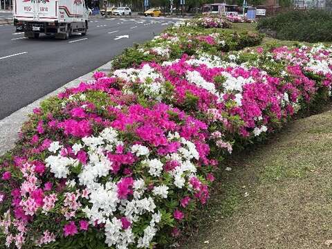 臺北市多處街道正迎來杜鵑花開高峰(拍攝於北門廣場)(圖片來源：臺北市政府工務局公園路燈工程管理處)