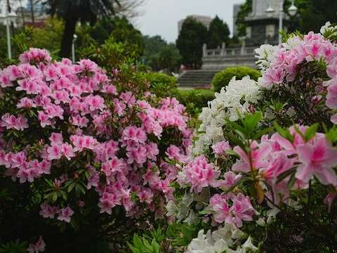 杜鵑盛放，勾勒出台北最美春日畫面(拍攝於介壽公園)(圖片來源：臺北市政府工務局公園路燈工程管理處)