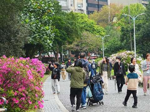 民眾於春日杜鵑盛開時漫步於公園中(拍攝於228和平公園)(圖片來源：臺北市政府工務局公園路燈工程管理處)