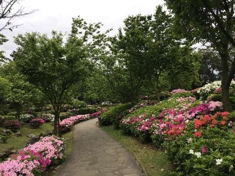 臺北市公園街道正迎來杜鵑花開高峰(拍攝於陽明公園)(圖片來源：臺北市政府工務局公園路燈工程管理處)
