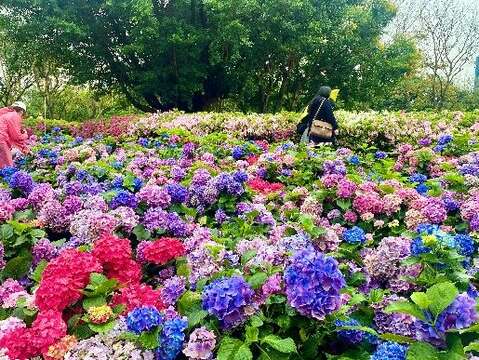 大安森林公園園區除杜鵑花外，還精心佈置醉蝶花、繡球花及四季草花交織綻放，營造繽紛春日景緻。(圖片來源：臺北市政府工務局公園路燈工程管理處)