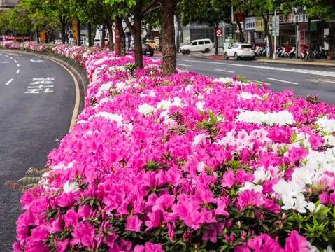臺北市多處街道正迎來杜鵑花開高峰(拍攝於中華路)(圖片來源：臺北市政府工務局公園路燈工程管理處)