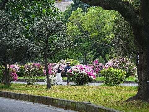 臺北市多處街道正迎來杜鵑花開高峰(拍攝於228和平公園)(圖片來源：臺北市政府工務局公園路燈工程管理處)