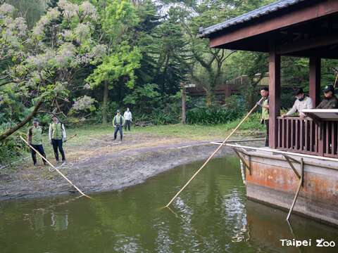 3月25日動物園同仁為了要幫馬來長吻鱷酷龍搬家，順便為牠做例行的檢查，一大早就開始作業(圖片來源：臺北市立動物園)