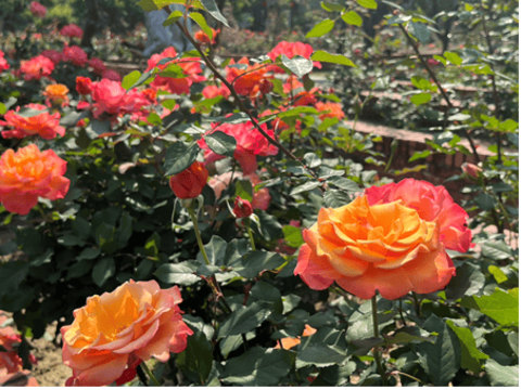 「托斯卡尼艷陽下」花色為亮眼的金黃至橙紅漸層，宛如義大利托斯卡尼豔陽灑落山丘的景象(圖片來源：臺北市政府工務局公園路燈工程管理處)