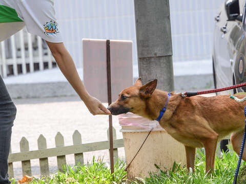 台北市貓犬學校提供完善的訓練課程，教育飼主正確的飼育觀念。（圖／台北市動物保護處提供）