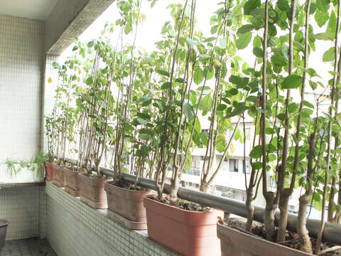愛地球做環保,可以從居家開始著手,在家種植綠色植栽可以淨化空氣。(李庭歡攝)