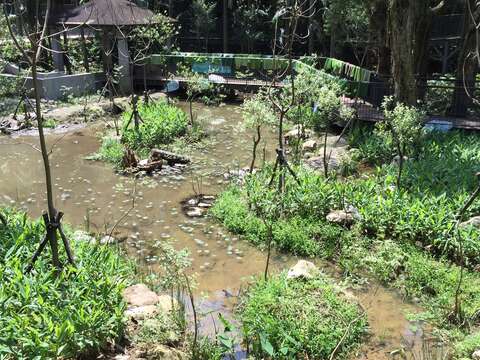 圖2. 木柵公園萃湖下池復育棲地