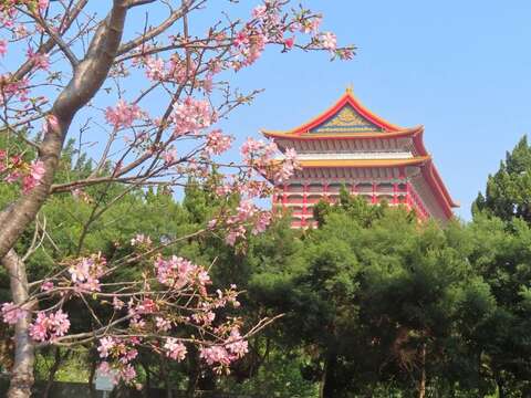 士林區劍潭國小對面捷運線形公園富士櫻襯托圓山大飯店奇觀。(圖片來源：臺北市政府工務局公園路燈工程管理處)