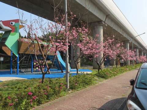士林區劍潭國小對面捷運線形公園富士櫻已於329盛開。(圖片來源：臺北市政府工務局公園路燈工程管理處)