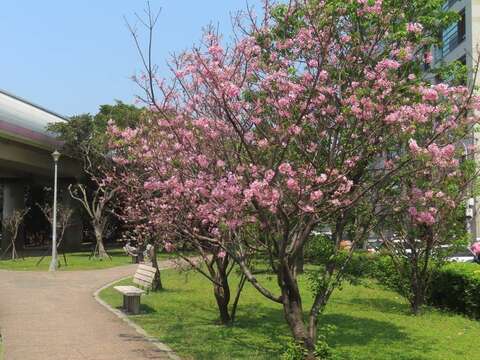 北投線形公園富士櫻美麗綻放(圖片來源：臺北市政府工務局公園路燈工程管理處)