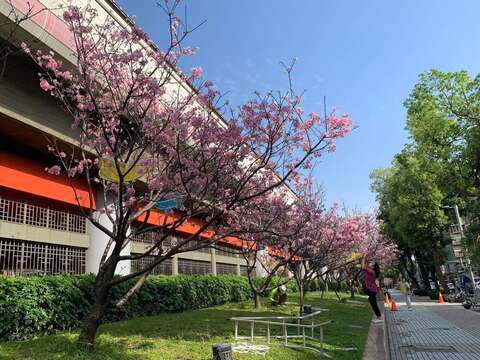 劍潭國小對面 富士櫻美麗綻放(圖片來源：臺北市政府工務局公園路燈工程管理處)