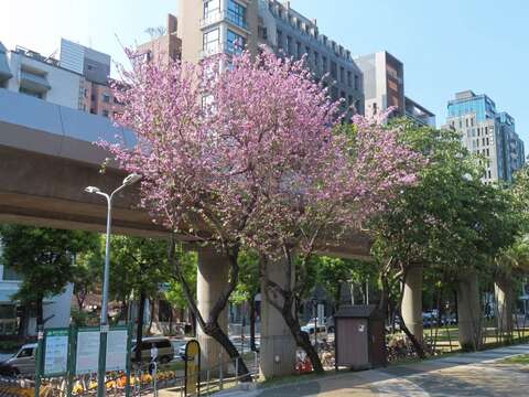 基河公園羊蹄甲助陣春日粉紅熱潮。(圖片來源：臺北市政府工務局公園路燈工程管理處)