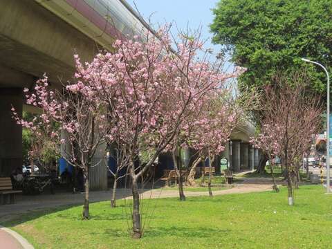 北投線形公園富士櫻盛開。(圖片來源：臺北市政府工務局公園路燈工程管理處)