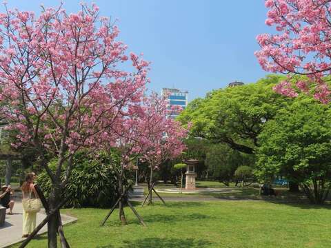 市區的二二八公園富士櫻已於3月下旬盛開吸引外籍遊客取景。(圖片來源：臺北市政府工務局公園路燈工程管理處)