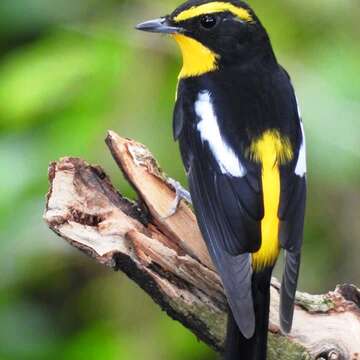 圖一、稀有過境鳥—黃眉黃鶲，外觀特徵為雄鳥的眉線為鮮黃色