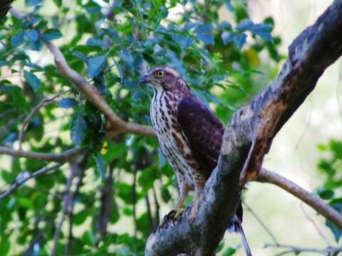 圖六、鳳頭蒼鷹，台灣常見的猛禽，分布於2000公尺以下的森林環境。