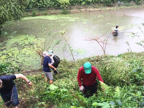 圖八、志工們辛苦的整理著生態池的環境，讓這難得的都市美景能永續長留。