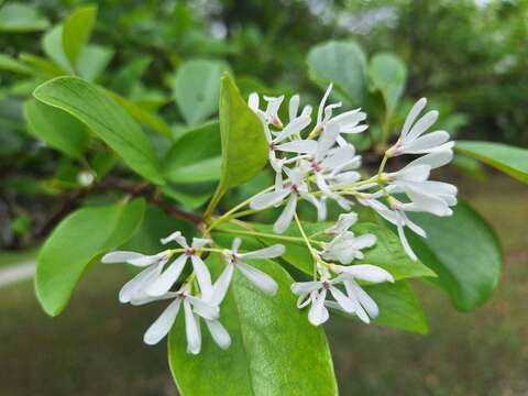 流蘇花近照(圖片來源：臺北市政府工務局公園路燈工程管理處)