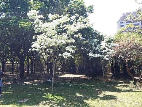 大安森林公園流蘇花開，吸引民眾駐足欣賞(圖片來源：臺北市政府工務局公園路燈工程管理處)