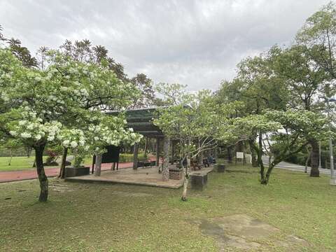 南港公園流蘇花開(圖片來源：臺北市政府工務局公園路燈工程管理處)