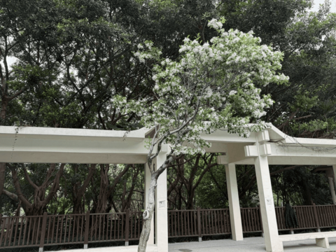 天母公園也有流蘇(圖片來源：臺北市政府工務局公園路燈工程管理處)