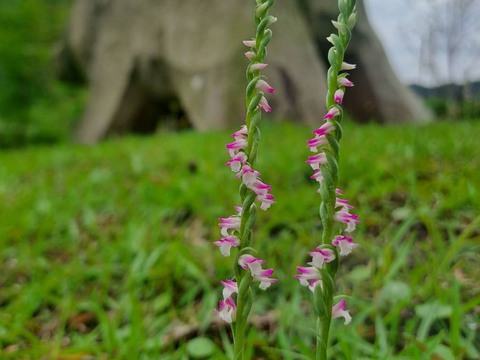 山水綠生態公園綬草綻放，點亮春日綠意(圖片來源：臺北市政府環境保護局)