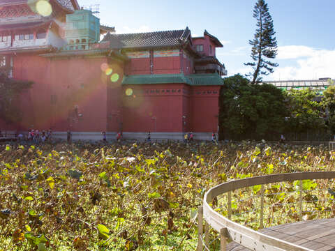 綠意盎然的台北植物園是過去年輕人談情說愛的樂園。(施純泰攝)