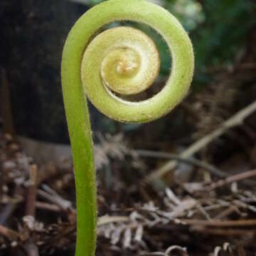 蕨類植物新芽捲曲如問號