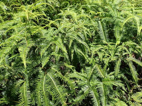 翠山步道以芒萁分布最廣