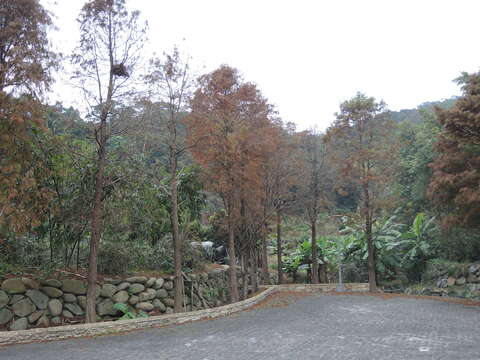 圖9  預計年尾落羽松美景