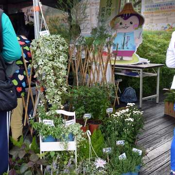 士林菊展展攤贈菜苗