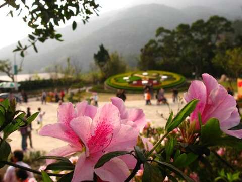 陽明山花季