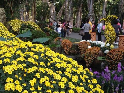 Kicking off 2016 Chrysanthemum Show