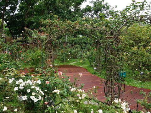 圖1、.臺北玫瑰園園內玫瑰重新修剪、木棧道亦全面汰舊換新。