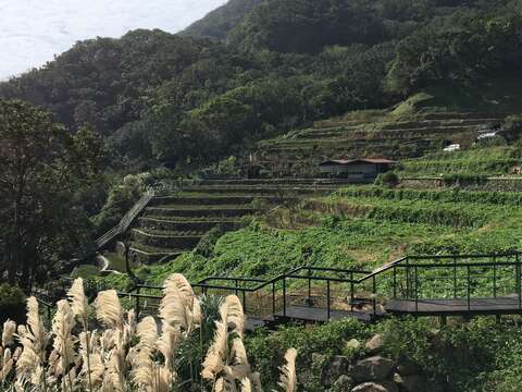 附圖1、青楓步道前景